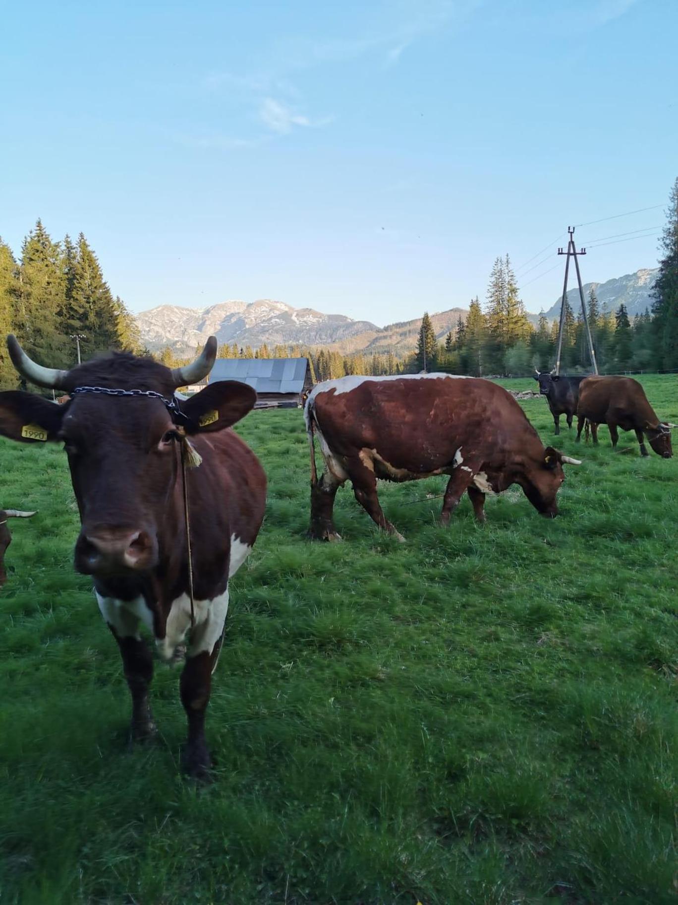 Domek Drewniany Krokus Witow  Bagian luar foto